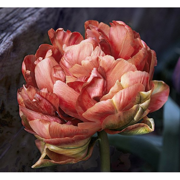 Tulipan Copper Image
