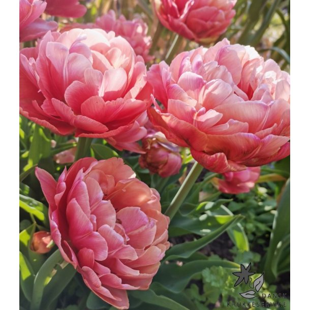 Tulipan Copper Image