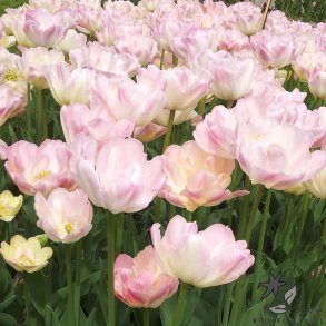 Tulipan Creme Upstar