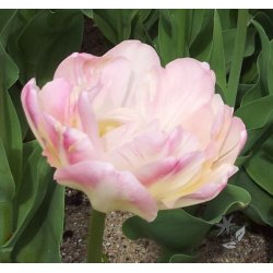 Tulipan Creme Upstar