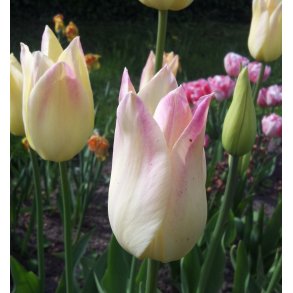 Tulipan Elegant Lady