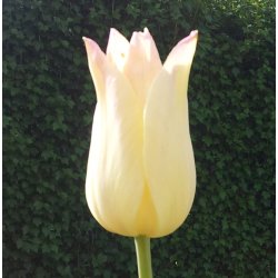 Tulipan Elegant Lady