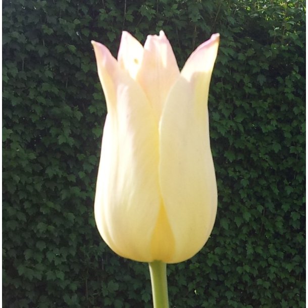 Tulipan Elegant Lady