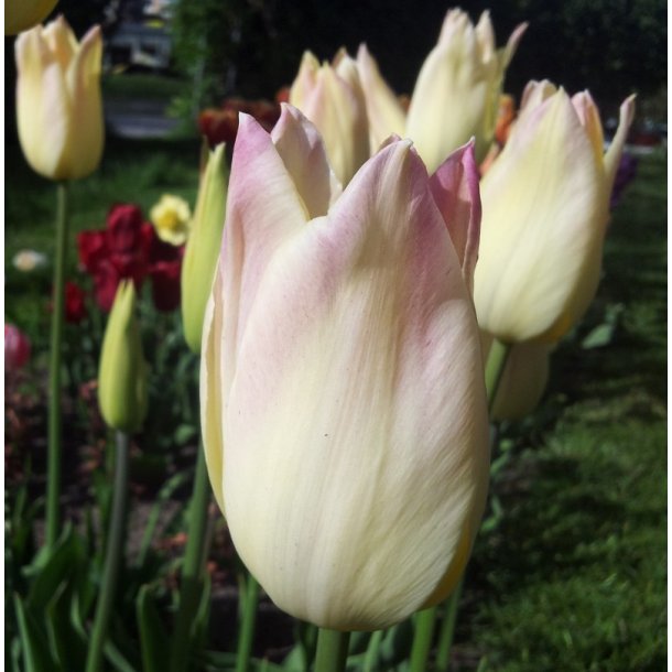 Tulipan Elegant Lady