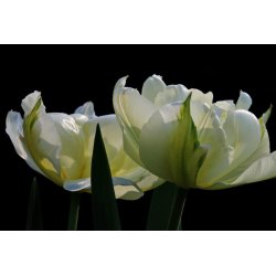 Tulipan Exotic Emperor