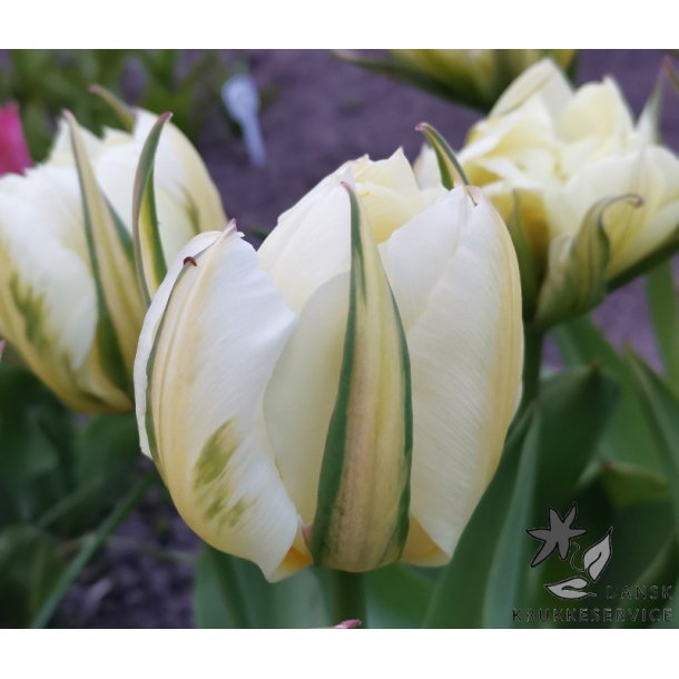 Tulipan Exotic Emperor