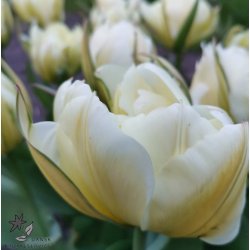 Tulipan Exotic Emperor