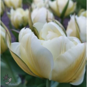 Tulipan Exotic Emperor