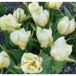 Tulipan Exotic Emperor