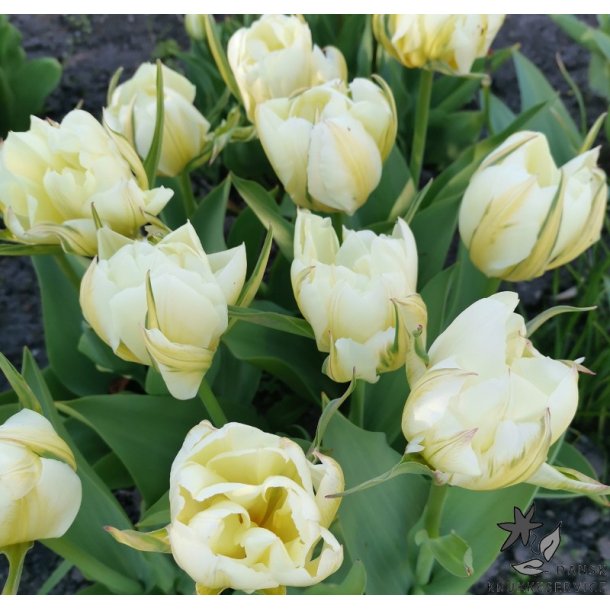 Tulipan Exotic Emperor
