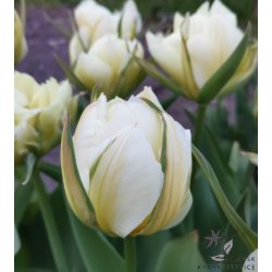 Tulipan Exotic Emperor