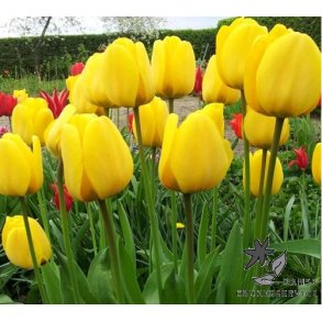Tulipan Golden Apeldoorn