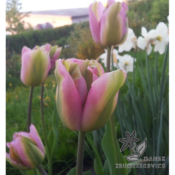 Tulipan Groenland