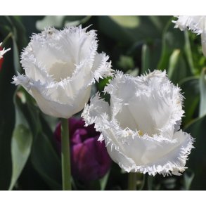 Tulipan Honeymoon
