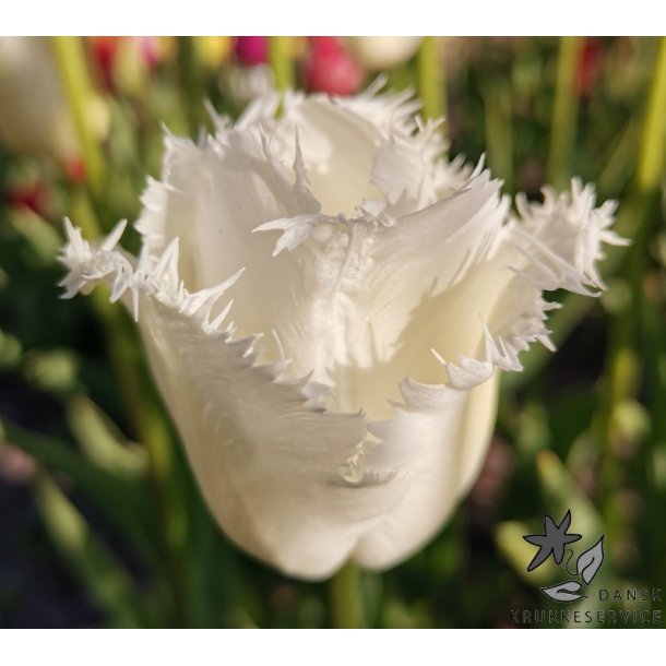 Tulipan Honeymoon