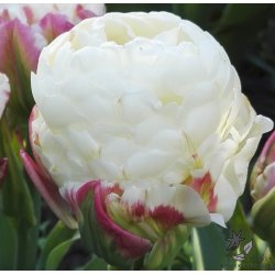 Tulipan Ice Cream