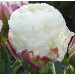 Tulipan Ice Cream