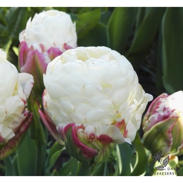 Tulipan Ice Cream