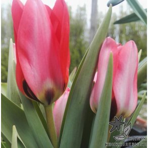 Tulipan Job's Memory