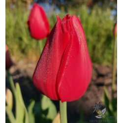 Tulipan Kingsblood