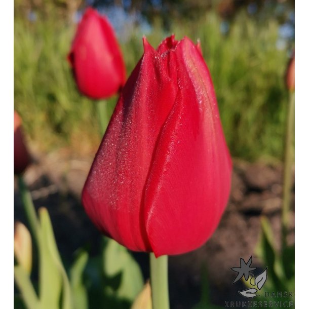 Tulipan Kingsblood