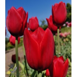 Tulipan Kingsblood
