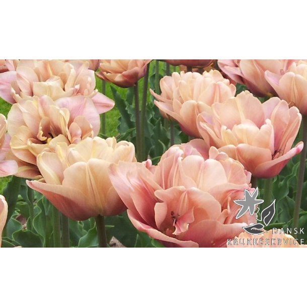 Tulipan La Belle Epoque