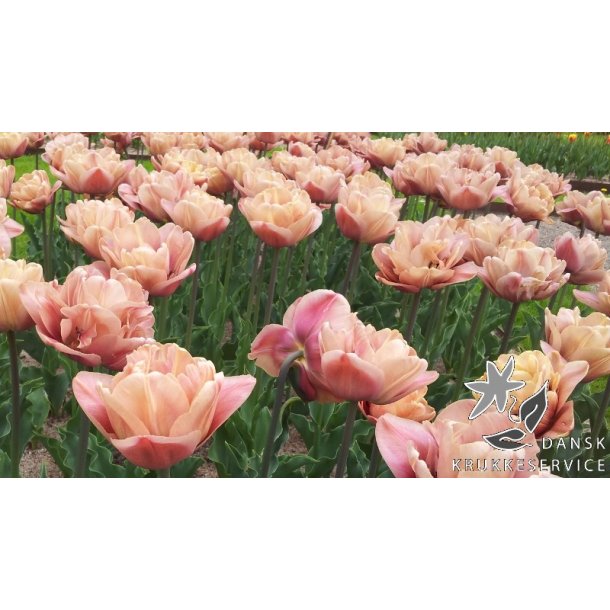 Tulipan La Belle Epoque