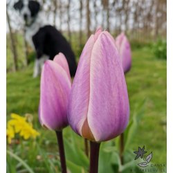 Tulipan Light and Dreamy