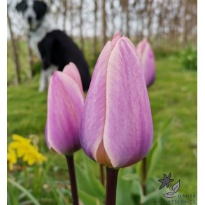 Tulipan Light and Dreamy