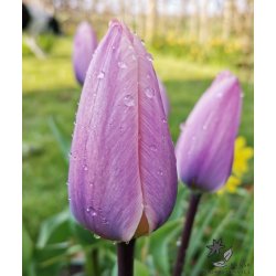 Tulipan Light and Dreamy