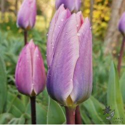 Tulipan Light and Dreamy
