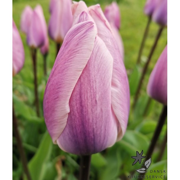 Tulipan Light and Dreamy