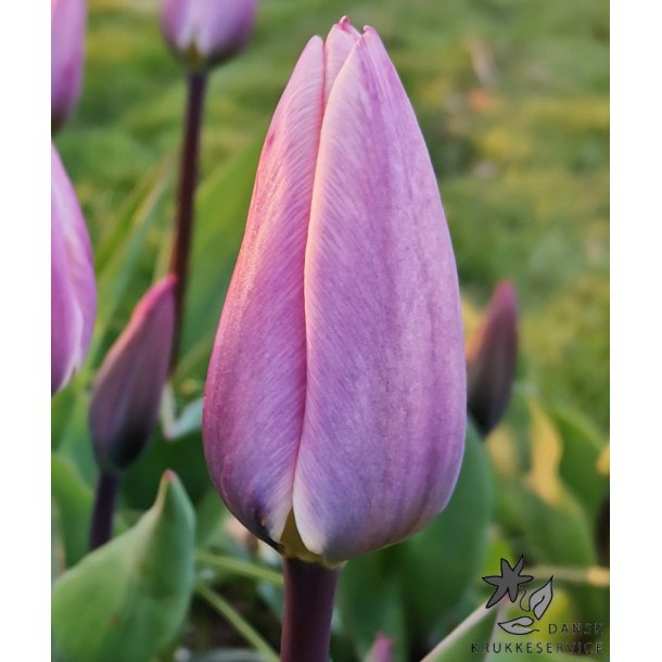 Tulipan Light and Dreamy