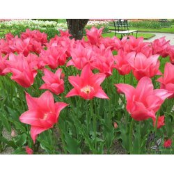 Tulipan Mariette