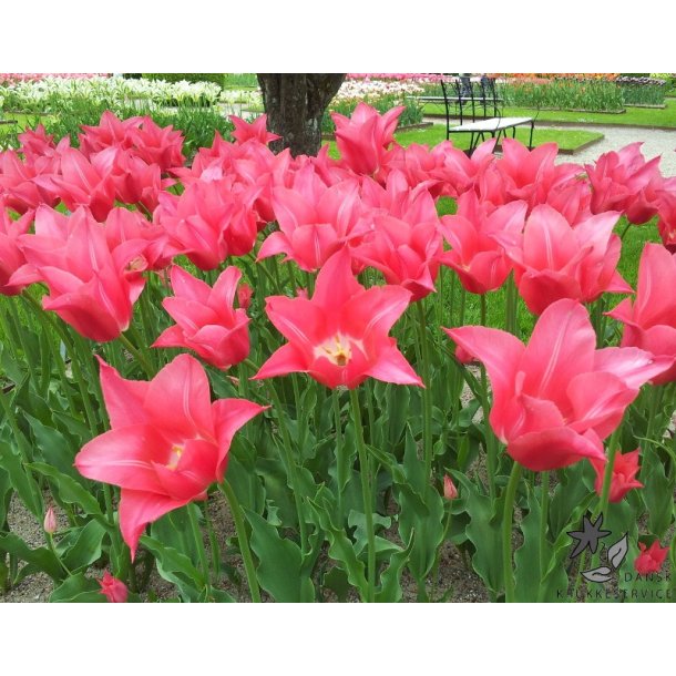 Tulipan Mariette