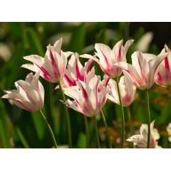 Tulipan Marilyn