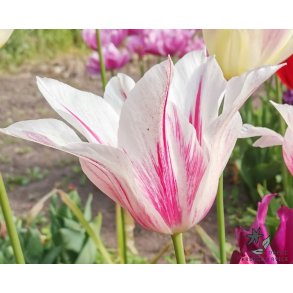 Tulipan Marilyn