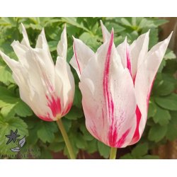 Tulipan Marilyn