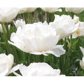 Tulipan Mount Tacoma