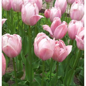 Tulipan Mystic Van Eijk