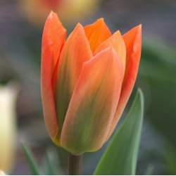 Tulipan Orange Emperor