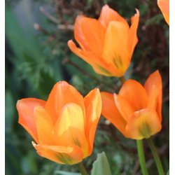 Tulipan Orange Emperor