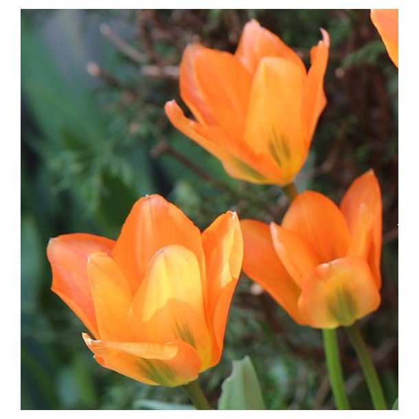 Tulipan Orange Emperor