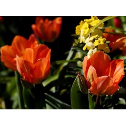 Tulipan Orange Emperor