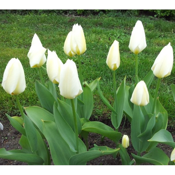 Tulipan Purissima (syn. White Emperor)