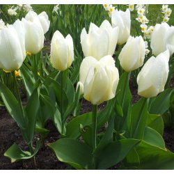 Tulipan Purissima (syn. White Emperor)