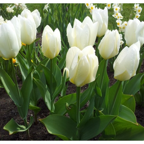 Tulipan Purissima (syn. White Emperor)