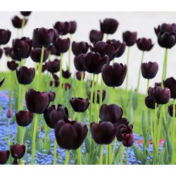 Tulipan Queen of Night