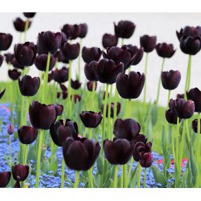 Tulipan Queen of Night